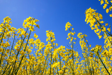 Yellow rapeseed field in the field and picturesque sky with white clouds. Blooming yellow canola...