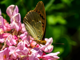 Silver-washed Fritillary - Argynnis paphia