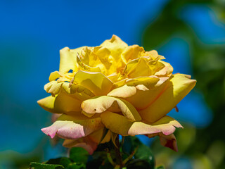 Yellow rose