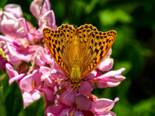 Silver-washed Fritillary - Argynnis paphia