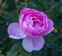 'Brother Cadfael' English Shrub Rose in Bloom. San Jose Municipal Rose Garden in San Jose, California.