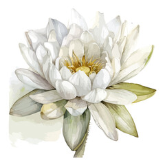 Watercolor painting of a water lily flower, isolated on a white background, water lily vector, drawing clipart, Illustration Vector, Graphic Painting, design art, logo