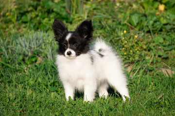 Papillon toy chihuahua dog on the grass small puppy