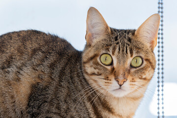 Close-up of a cat by the window, with black streaked fur and big eyes.