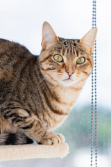 Naklejka premium Vertical photo of cat sitting by the window relaxing.