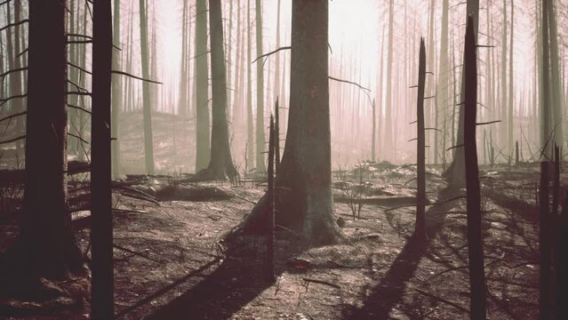 forest with smoke arter fire