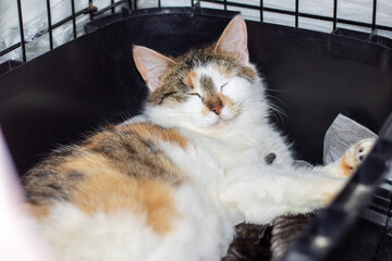 Domestic felidae Cat with yellow eyes in black cage