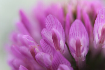 Blüte des Rotklee / Wiesenklee (Trifolium pratense), Makro Nahaufnahme