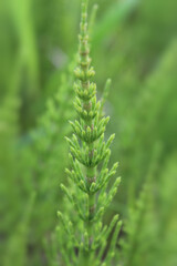 Acker-Schachtelhalm (Equisetum arvense) in einer Nahaufnahme