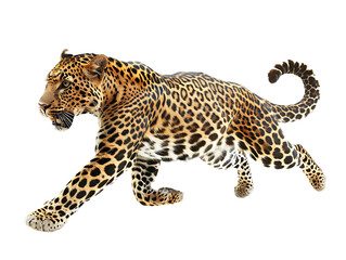 Ferocious leopard jumping to hunt prey on PNG transparent background.