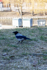 A seabird with a black and white plumage stands on the grass