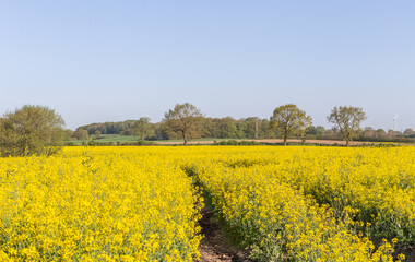 Blühendes Rapsfeld