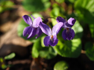 Closed up image of Wood Violet in sunshine