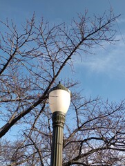 Lamppost at the park