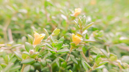 Vibrant Yellow Portulaca Grandiflora Flower in Full Bloom - Close-Up Macro Photography