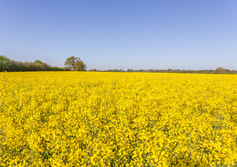 Obraz premium Blühendes Rapsfeld
