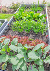 Gemüse im Hochbeet