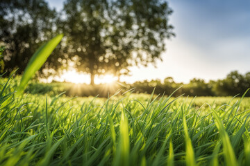 Green Field Landscape with some Trees and Blue Sky on Bright Sun Light