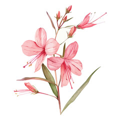 Watercolor vector of a gaura flower (gaura lindheimeri), isolated on a white background, design art, drawing clipart, Illustration painting, Graphic logo, gaura flower vector 