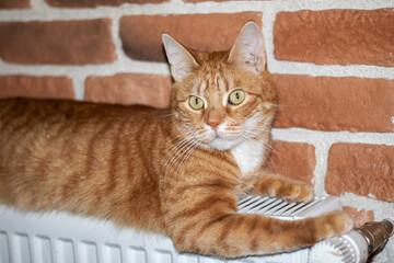 Felidae carnivore cat with fawn coat lying on radiator, brick wall background