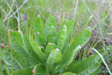 Blätter des wilden Lattich (Lactuca virosa) in einer Nahaufnahme. Auch bekannt als Gift-Lattich.