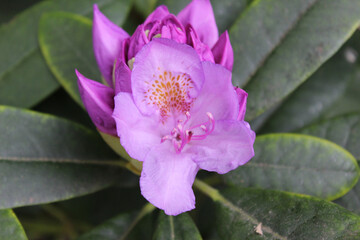 Violette Blüte des Catawba-Rhododendron in einer Nahaufnahme