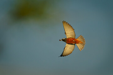 White-browed woodswallow Artamus superciliosus passerine bird endemic to Australia, black head with...