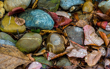 Nature sketch: multicolored wet pebbles and fallen autumn leaves after rain