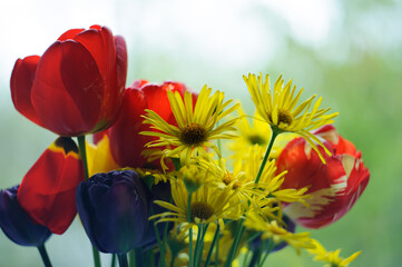 red and yellow tulips