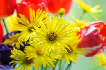 yellow and red flowers