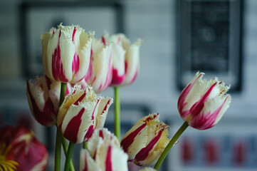 tulip in bloom