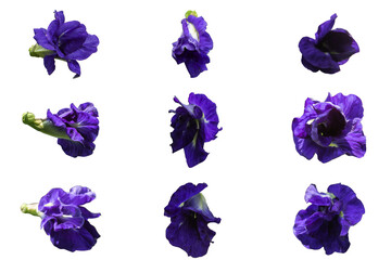 Butterfly pea flowers on a white background