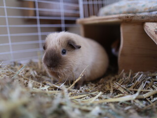 California Meerschweinchen sitzt zufrieden im Heu