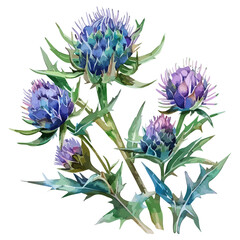 Watercolor Illustration painting of a thistle flower (silybum marianu, isolated on a white background, thistle clipart, thistle vector, thistle painting, thistle art, drawing clipart, thistle Graphic.