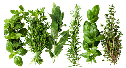 Fresh herb bundles of basil, rosemary, and thyme isolated on transparent background