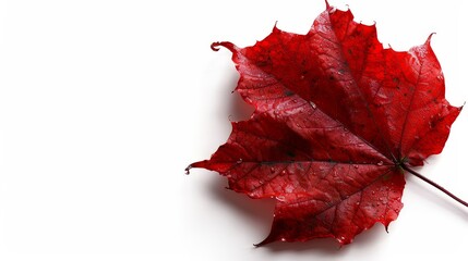   A large red leaf rests atop a white surface, its underside dotted with water droplets - Powered by Adobe