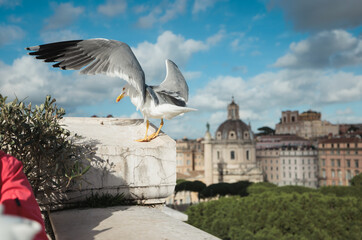 A majestic seagull perches gracefully on a ledge overlooking a bustling cityscape in the...