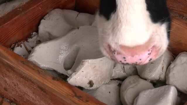 A cow licking salt stones in the barn. Simmental cattle.  Dairy farm, simmental cattle, feeding cows on farm. Cow licking salt
