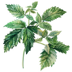 Watercolor painting of Nettle Plant (urtica dioica), isolated on a white background, Nettle vector, drawing clipart, Illustration Vector, Graphic Painting, design art, logo