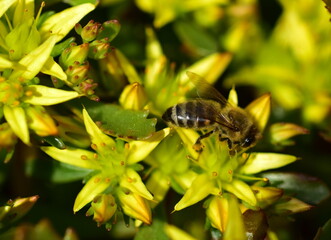 Biene auf einer gelben Fetthenne