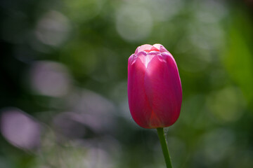 Tulip flower blossom on garden green background