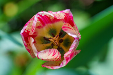 Tulip flower blossom on garden green background