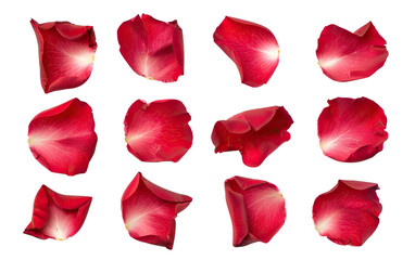 Set of red rose petals, cut out