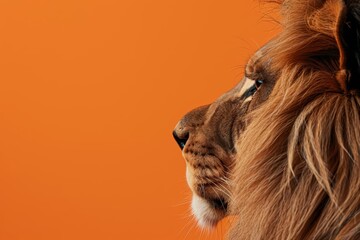 The Creative Banner of wildlife photography captures the vivid details of a lions mane, and element of main concept with solid color background and with large copy space for text - obrazy, fototapety, plakaty