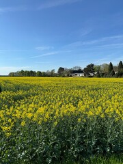 field of rapeseed against a blue sky
