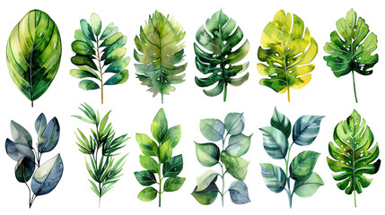 Set of watercolor hand drawn green leaves isolated on white background. Botanical illustration for design, print or background.