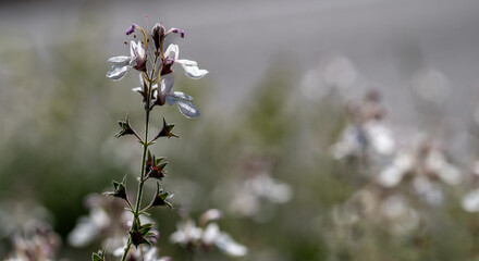 White flowers of cross grass (Teucrium pseudochamaepitys) in the field