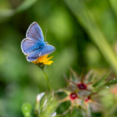 Small blue butterfly (Polyommatus icarus) among field flowers in spring