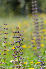 Purple spring background: Gallocresta (Salvia berbenaca) is an aromatic sage with small lilac-blue flowers. It is a plant whose parts are used in natural remedies and cosmetics.