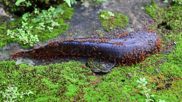 One snakehead fish dies as food by many ants